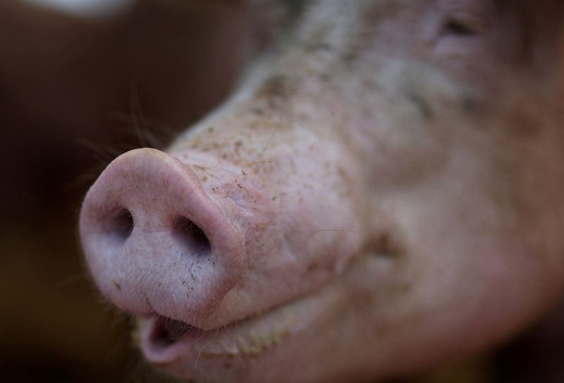 &copy; Reuters. Foto de Archivo: Una cerda preñada en una granja de cerdos en Chestertown, Maryland, Estados Unidos, 27 de julio de 2023. REUTERS/Leah Millis/