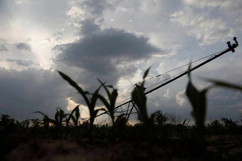 &copy; Reuters. Plantação de milho em Sikeston, Missouri, nos EUA
16/05/2018
REUTERS/Shannon Stapleton