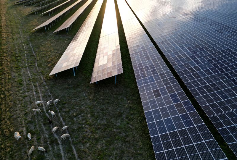 © Reuters. FOTO DE ARCHIVO.  Ovejas pastan junto a paneles solares del parque solar más grande de Alemania, Weesow-Willmersdorf, del proveedor de energía EnBW AG en Werneuchen, Alemania, el 21 de septiembre de 2023. REUTERS/Lisi Niesner