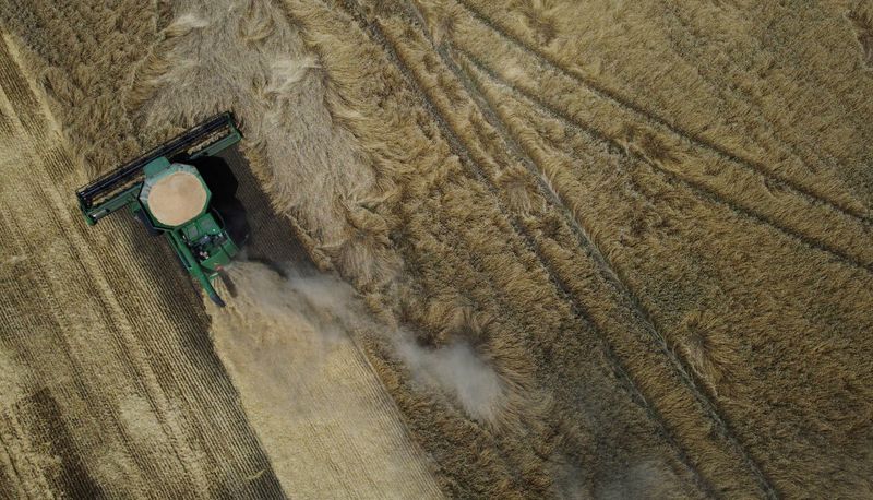 &copy; Reuters. FILE PHOTO: A combine harvests wheat in a field in the course of Russia-Ukraine conflict near the settlement of Nikolske in the Donetsk Region, Russian-controlled Ukraine, July 19, 2023. REUTERS/Alexander Ermochenko/File Photo