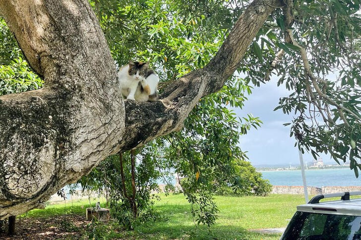 &copy; Reuters. Un gato observa desde un árbol a los visitantes del Paseo Del Morro Nacional de San Juan.  REUTERS/Clark Mindock