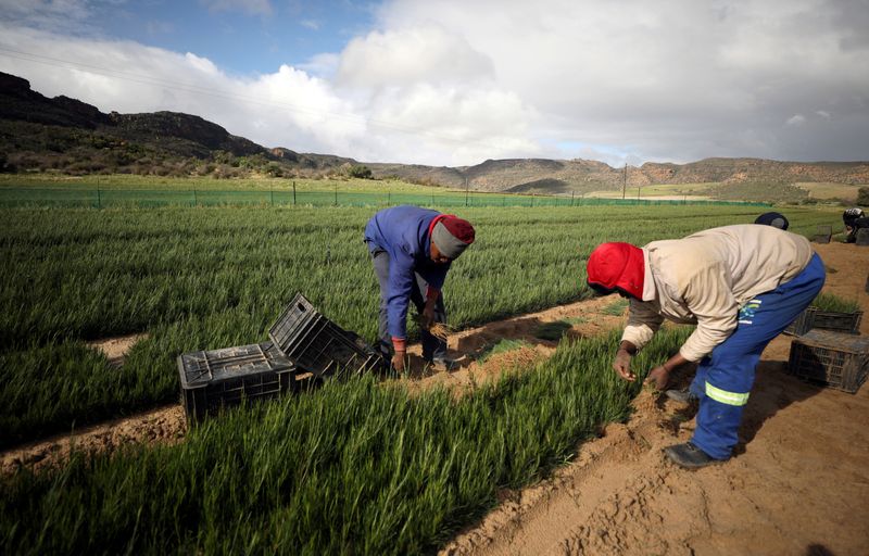 &copy; Reuters. FILE PHOTO: Workers collect rooibos tea seedlings for replanting at a farm near Vanrhynsdorp, South Africa, June 30, 2021. Picture taken June 30, 2021. REUTERS/Mike Hutchings/File Photo