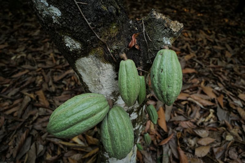 © Reuters. Cocoa pods grow on a farm hit by swollen shoot disease in Osino in the Eastern Region, Ghana, February 27, 2024. In its most sobering assessment to date, according to data compiled since 2018 and obtained exclusively by Reuters, Ghana's cocoa marketing board Cocobod estimates that 590,000 hectares of plantations have been infected with swollen shoot, a virus that will ultimately kill them. Once infected with swollen shoot, plantations must be ripped out and the soil treated before cocoa can be replanted. REUTERS/Francis Kokoroko 