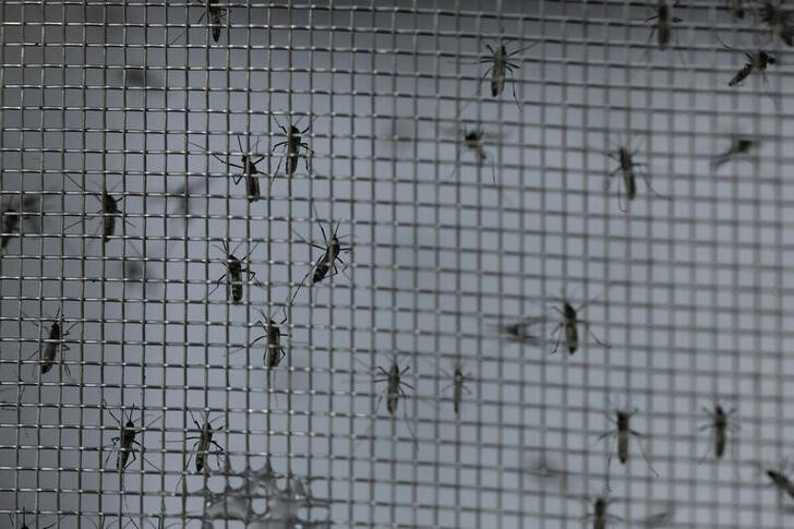 &copy; Reuters. Mosquitos Aedes aegypti modificados genéticamente dentro de una jaula en el marco del proyecto "Aedes do Bem", cuyo objetivo es reducir el número de mosquitos transmisores del dengue, en Campinas (Brasil).
Feb 23, 2024. REUTERS/Carla Carniel
