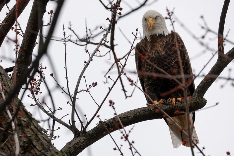 © Reuters. FILE PHOTO: A bald eagle perches in a tree in LeClaire Park in Davenport, Iowa, U.S. March 12, 2023. REUERS/Jonathan Ernst/File Photo