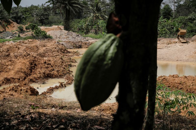 &copy; Reuters. 　３月２８日、彼女のカカオ農園は有毒物質で汚染され、赤茶色に染まった水たまりが点在していた。写真はカカオの実。ガーナ・オシノの農場で２月撮影（２０２４年　ロイター/Francis Kok
