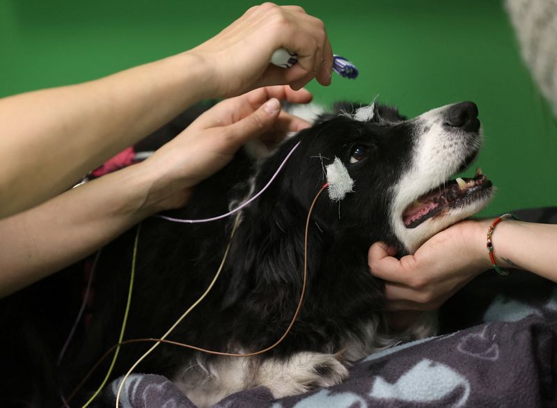 &copy; Reuters. Researcher Marianna Boros puts electroencephalography (EEG) electrodes on Rohan, a 12-year-old Border Collie, during a test that found dogs can associate words with objects, at the Ethology Department of the Eotvos Lorand University in Budapest, Hungary, 