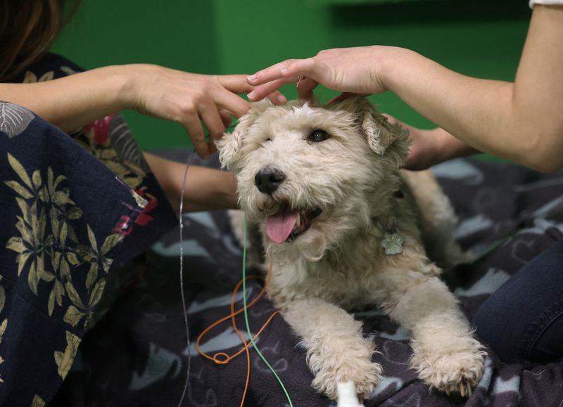 &copy; Reuters. La propietaria Franciska Furik coloca electrodos de electroencefalografía (EEG) a Cuki, un Fox Terrier de 12 años, durante una prueba en la que se descubrió que los perros pueden asociar palabras con objetos, en el Departamento de Etología de la Unive