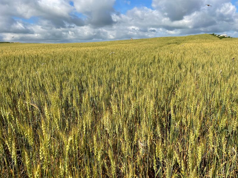&copy; Reuters. Foto de Archivo: Saltamontes vuelan de un campo de trigo de primavera cerca de Mandan, Dakota del Norte, Estados Unidos, 26 de julio de 2022. REUTERS/Karl Plume