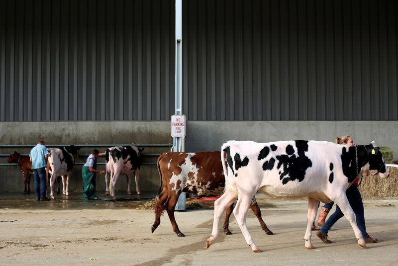 &copy; Reuters. FILE PHOTO: Cows are walked outside the exhibition hall during the World Dairy Expo in Madison, Wisconsin, U.S., October 3, 2018.  REUTERS/Ben Brewer/ File Photo