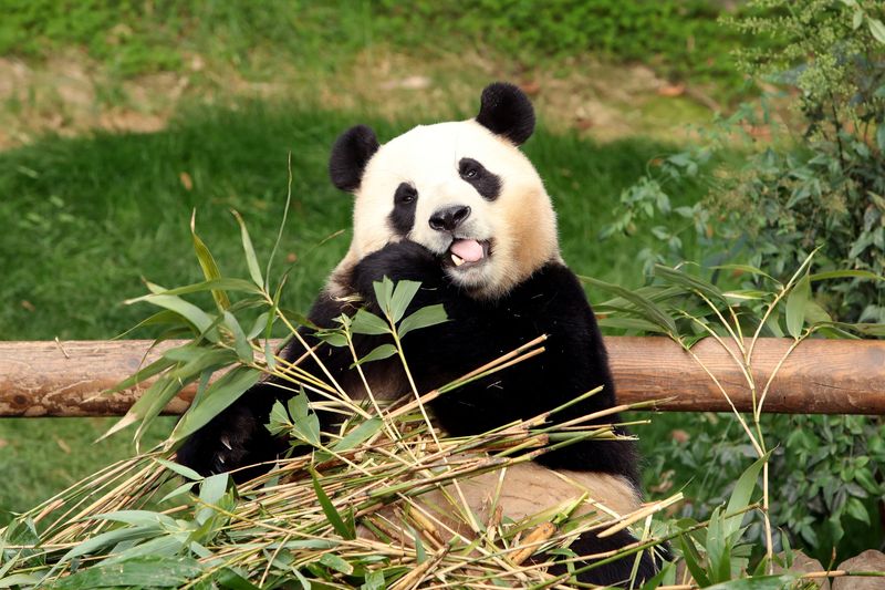 &copy; Reuters. الباندا العملاقة فو باو تأكل البامبو في متنزه إيفرلاند الترفيهي يوم الثالث من مارس آذار 2024 في يونجين بكوريا الجنوبية في صورة لرويترز من ممث