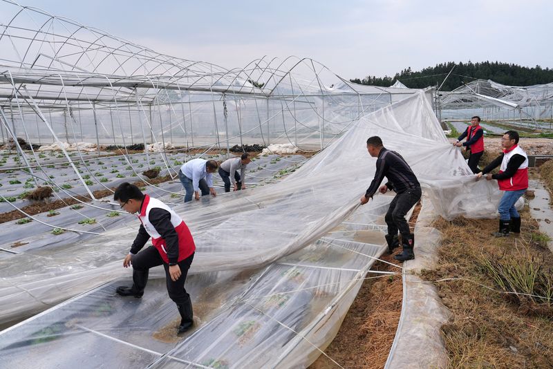 © Reuters. Men clean up a damaged tent after storms brought winds and rains to the farm in Yongfeng county of Ji'an, Jiangxi province, China, April 3, 2024. cnsphoto via REUTERS   