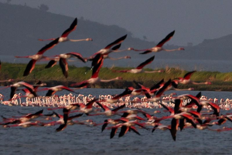 &copy; Reuters. Flamingos are seen at the Vjosa-Narte protected area near Vlora, Albania, April 2, 2024. REUTERS/Florion Goga/ File Photo