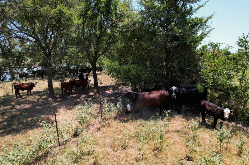 © Reuters. FILE PHOTO: Cattle gather in the shade in Tennessee Colony, Texas, U.S. August 3, 2023. REUTERS/Evan Garcia/File Photo