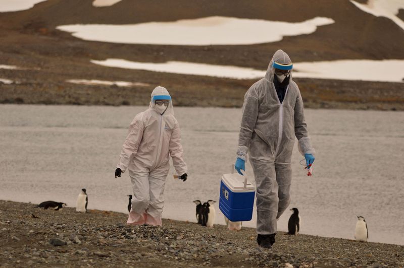 &copy; Reuters. FILE PHOTO: Researchers wearing protective suits collect samples of wildlife, where the H5N1 bird flu virus was detected, at Chilean Antarctic Territory, Antarctica, in this undated handout photo obtained by Reuters on March 13, 2024. Instituto Antartico 