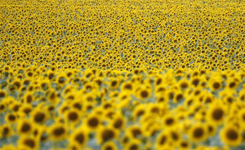 &copy; Reuters. Plantação de girassol na região de Donetsk
4/08/2014
REUTERS/Sergei Karpukhin