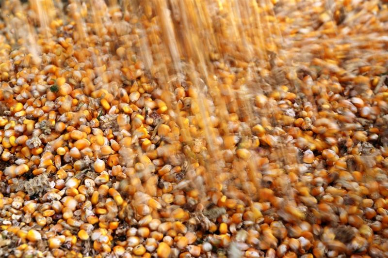 &copy; Reuters. Colheita de milho na China
25/10/2017