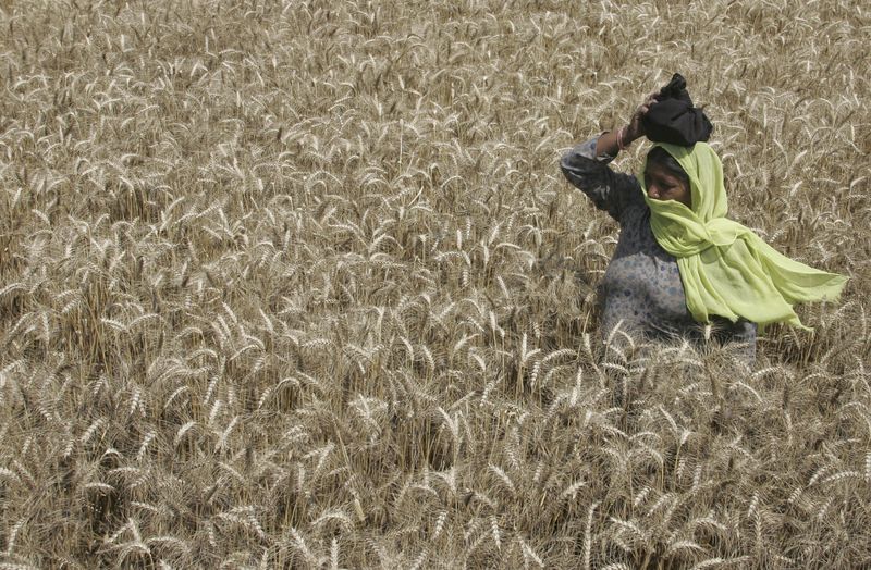 &copy; Reuters. Mulher em campo de trigo
10/04/2008
REUTERS/Ajay Verma