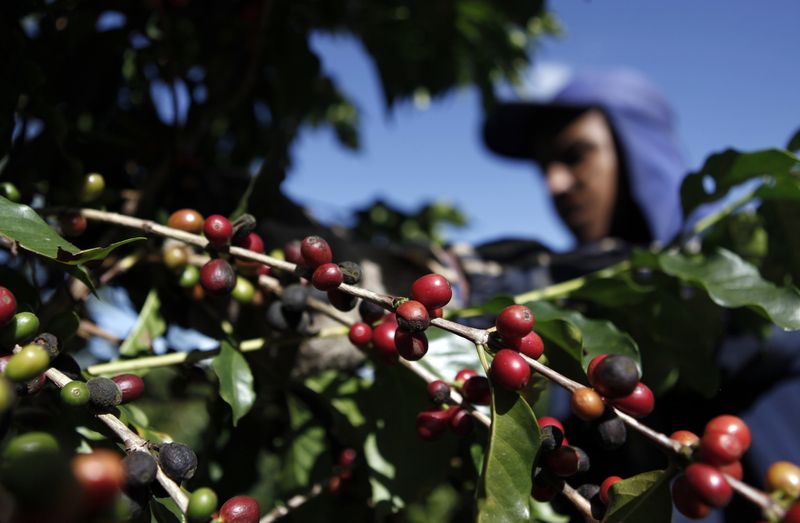 &copy; Reuters. Trabalhador em colheita de café em Espírito Santo do Pinhal