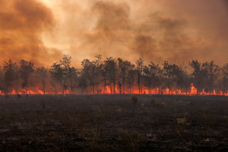 &copy; Reuters. ألسنة اللهب والدخان ترتفع من صف من الأشجار بينما يشتعل حريق غابات داخل متنزه داديا الوطني باليونان في الأول من سبتمبر أيلول 2023 . تصوير: ألكسا
