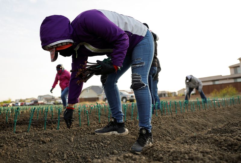 &copy; Reuters. FILE PHOTO: Farm workers plant Novavine drought-resistant grapevines at a farm in Woodland, California, U.S. April 25, 2022. REUTERS/Fred Greaves/File Photo