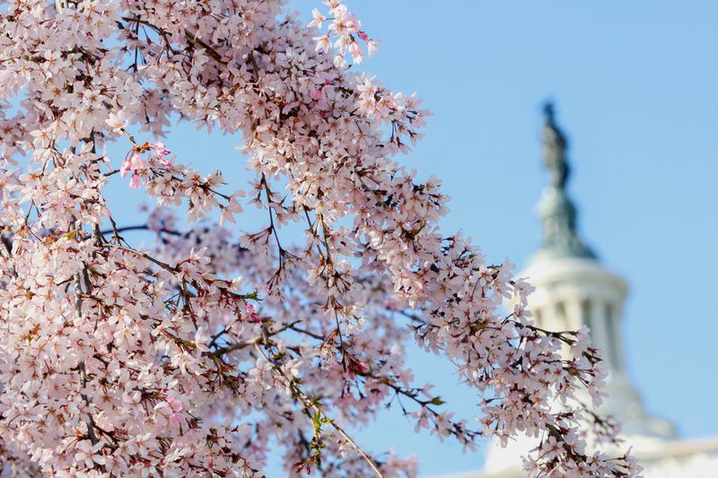 &copy; Reuters. FILE PHOTO: Cherry blossoms bloom near the Capitol in Washington, U.S., March 20, 2024. REUTERS/Amanda Andrade-Rhoades/File Photo