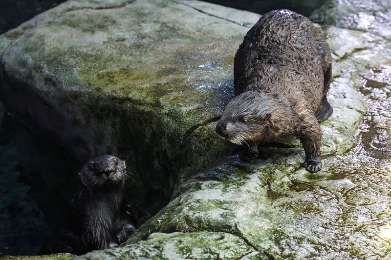 &copy; Reuters. A sea otter stands as another sea otter emerges from water, at the Aquarium of the Pacific, in Long Beach, California, U.S., April 11, 2024. REUTERS/Mario Anzuoni