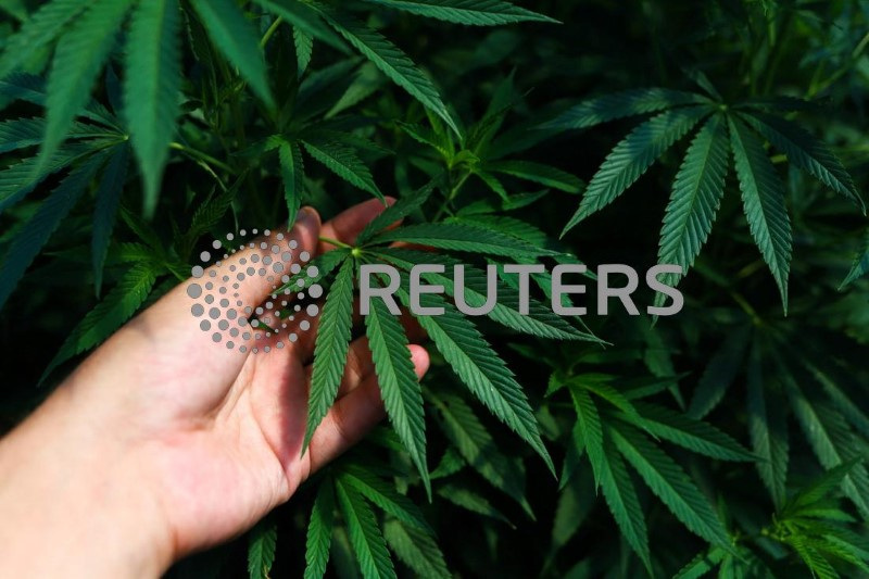 © Reuters. Planta de Cannabis
01/03/2023
REUTERS/Matias Baglietto