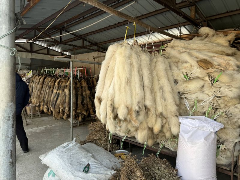 &copy; Reuters. 河北省のタヌキの毛皮工場で昨年撮影。ヒューメイン・ソサエティー・インターナショナル提供。（2024年　ロイター）