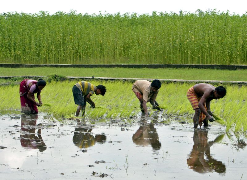 &copy; Reuters. Agricultores plantam arroz após monções em Siliguri, Índia. REUTERS/Rupak De Chowdhuri   (INDIA)