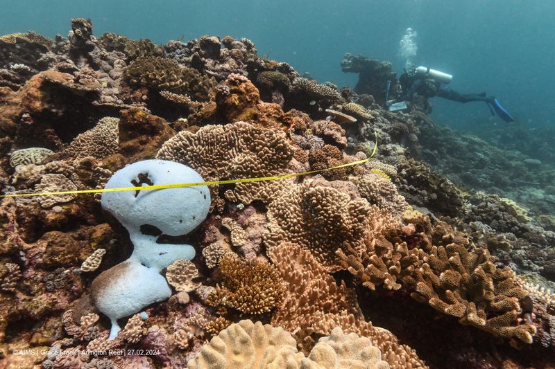 &copy; Reuters. 　オーストラリアのグレートバリアリーフ海洋公園局は１７日発表したリポートで、グレートバリアリーフの７３％でサンゴの白化現象が見られると明らかにした。同公園で２月撮影。提供
