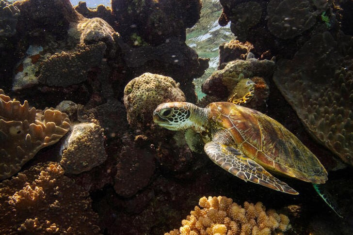 &copy; Reuters. Foto de archivo ilustrativa de una tortuga verde en la Gran Barrera de Coral en Australia 
 Oct 25, 2019. REUTERS/Lucas Jackson/
