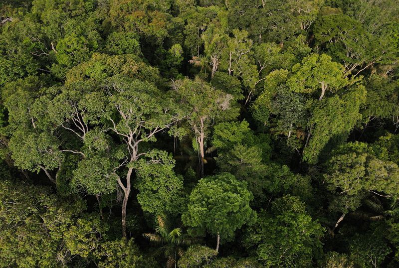 © Reuters. FILE PHOTO: An aerial view shows trees at the Amazon rainforest in Manaus, Amazonas State, Brazil October 24, 2022. REUTERS/Bruno Kelly/File Photo