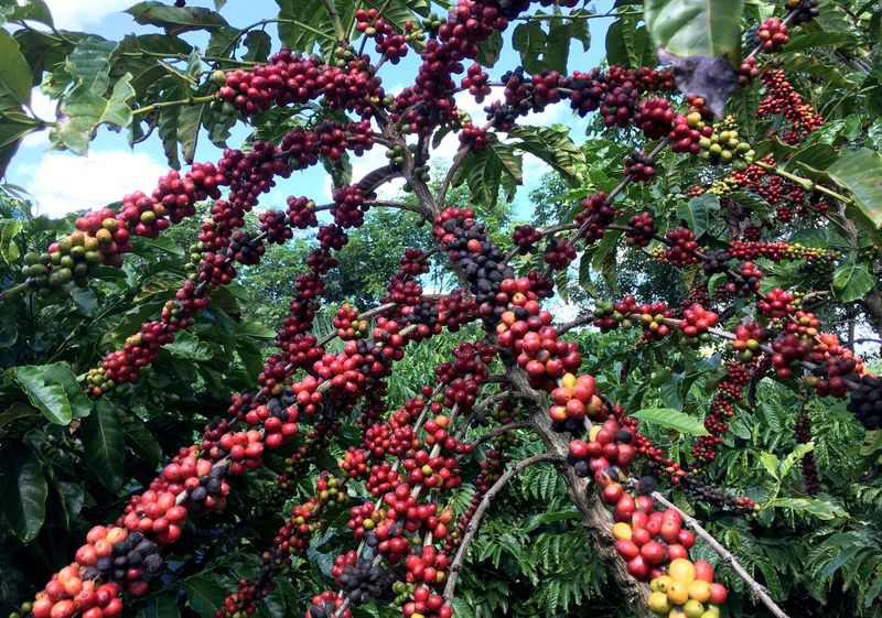 &copy; Reuters. FOTO DE ARCHIVO: Frutos de café robusta se ven en Sao Gabriel da Palha, estado de Espirito Santo, Brasil. 2 de mayo de 2018. REUTERS/Jose Roberto Gomes/Archivo