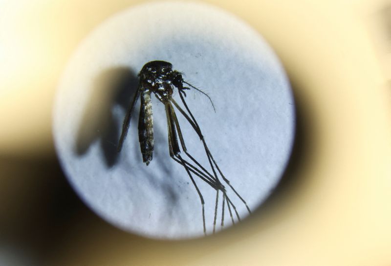 &copy; Reuters. Um mosquito Aedes aegypti é visto ao microscópio, em Buenos Aires
13/03/2024
REUTERS/Agustin Marcarian