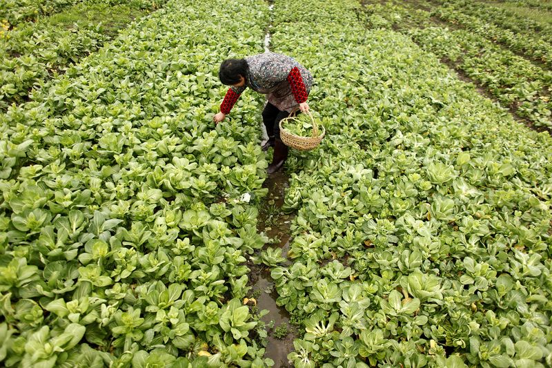 &copy; Reuters. Lavoura em Xangai, China. REUTERS/Aly Song