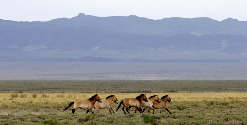 &copy; Reuters. Photo d'archives d'un troupeau de chevaux de Przewalski dans le parc national de Takhin Tal dans le sud-ouest de la Mongolie. /Photo prise le 22 juin 2017 dans le sud-ouest de la Mongolie/REUTERS/David W Cerny
