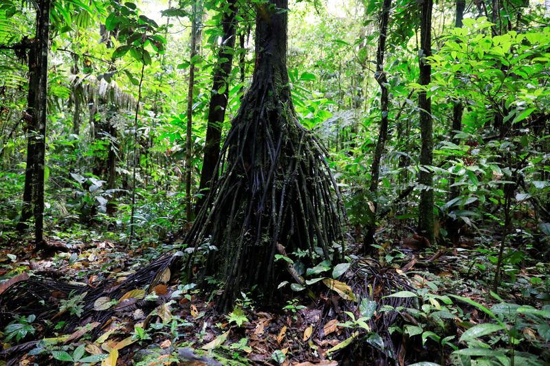 &copy; Reuters. FOTO DE ARCHIVO: Una vista de la selva amazónica en el Parque Nacional Yasuní en la provincia de Pastaza, en Ecuador, 29 de julio de 2023. REUTERS/Karen Toro/Foto de archivo 