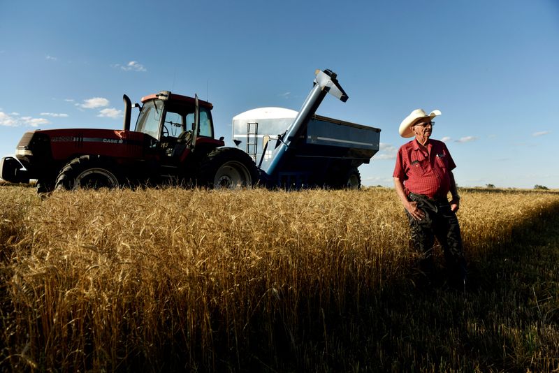 &copy; Reuters. Colheita de trigo em Corn
12/06/2019
REUTERS/Nick Oxford