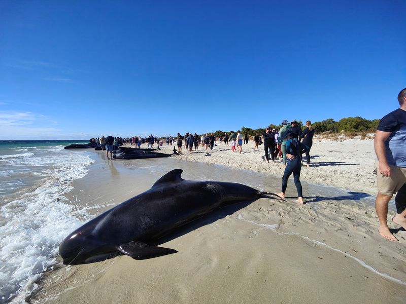 &copy; Reuters. أشخاص قرب عدد من الحيتان الطيارة علقت على الساحل الغربي لأستراليا يوم 25 أبريل نيسان 2024. صورة حصلت عليها رويترز من طرف ثالث. (تحظر إعادة بيع ال