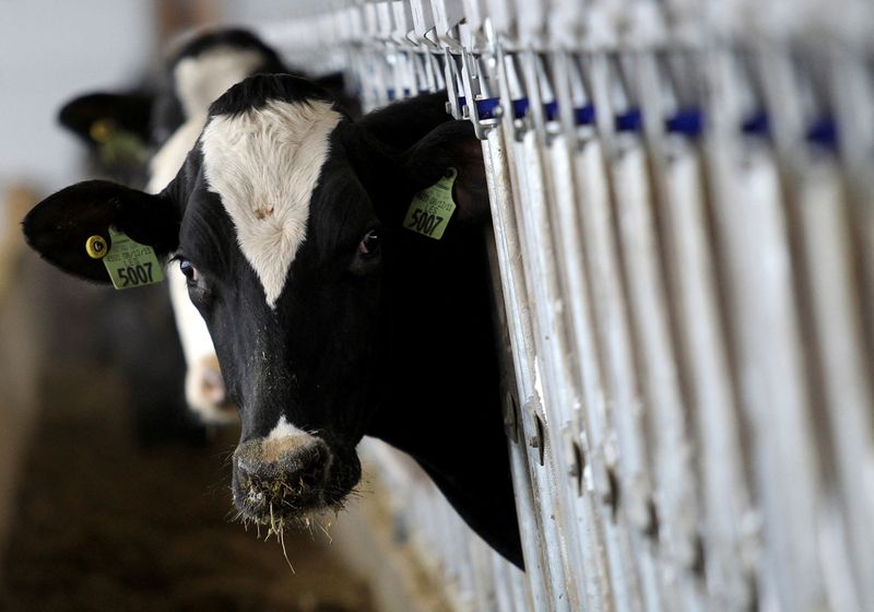 © Reuters. FILE PHOTO: A dairy cow stops to look up while feeding at a dairy farm in Ashland, Ohio, December 12, 2014. REUTERS/Aaron Josefczyk/File Photo