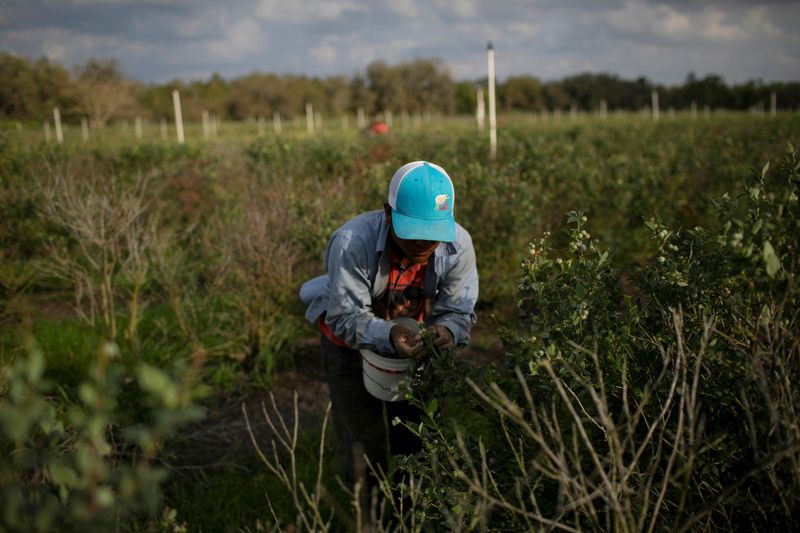 © Reuters. FILE PHOTO: A Mexican migrant worker picks blueberries during a harvest at a farm in Lake Wales, Florida, U.S., March 31, 2020. Picture taken March 31, 2020. REUTERS/Marco Bello/File Photo