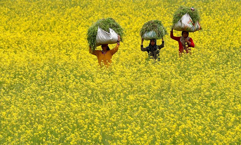 &copy; Reuters. Mulheres carregam forragem para gado através de campo de mostarda nos arredores de Srinagar