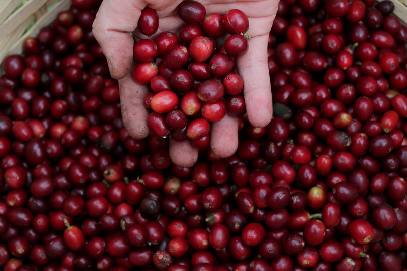 © Reuters. FILE PHOTO: A man holds coffee berries at the Biological Institute plantation in Sao Paulo, Brazil May 8, 2021. Picture taken May 8, 2021. REUTERS/Amanda Perobelli/File Photo