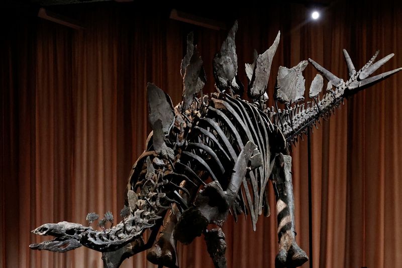 &copy; Reuters. A Stegosaurus fossil nicknamed Apex is unveiled to the media at the American Museum of Natural History, in New York City, U.S., December 5, 2024. REUTERS/Shannon Stapleton