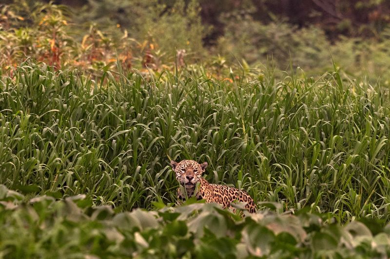 Mato Grosso tenta enfraquecer proteções ambientais com lei que reclassifica biomas