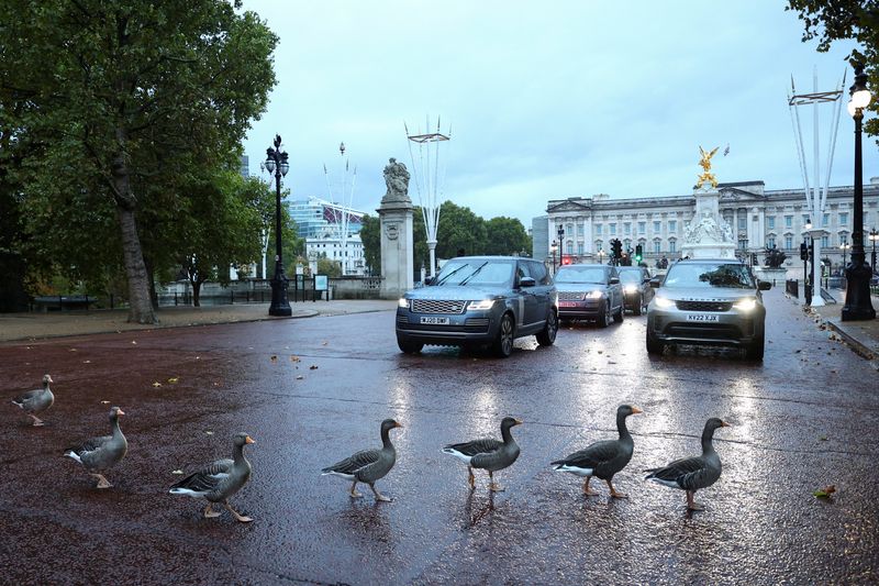 &copy; Reuters. FILE PHOTO: A gaggle of geese stop traffic on The Mall as they cross the road in front of Buckingham Palace, in London, Britain October 10, 2022. REUTERS/Hannah McKay/File Photo