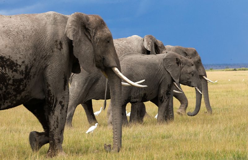  Elephants walk at the Amboseli National Park in Kajiado County, Kenya, April 4, 2024. REUTERS/Monicah Mwangi/File Photo