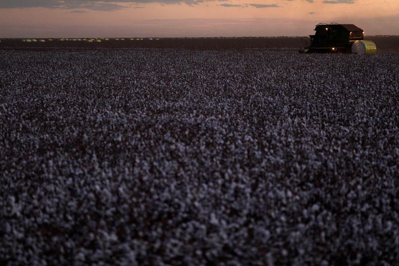 &copy; Reuters. Máquinas trabalham coletando algodão na Bahian11/09/2018nREUTERS/Ricardo Moraes