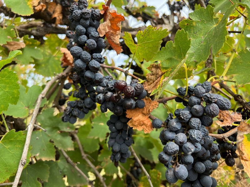 Falling consumption threatens Australia's wine export rebound, industry body says